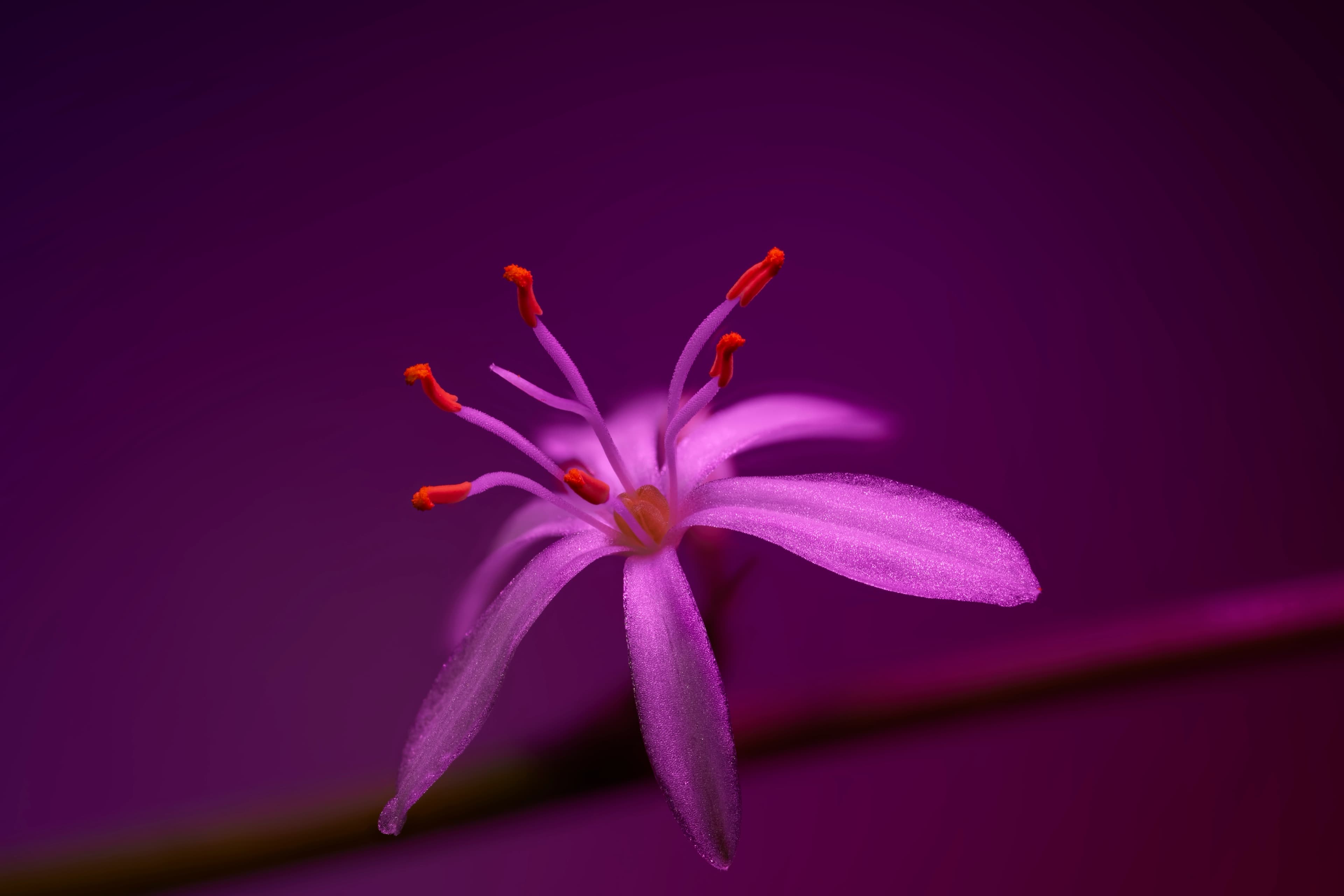 Chicago After Midnight